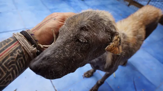 Close-up of a dog in India