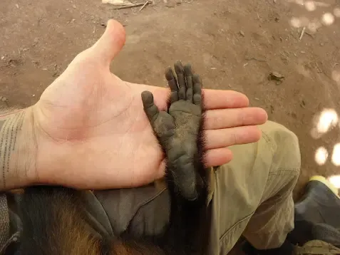 South America / animal rescue memories