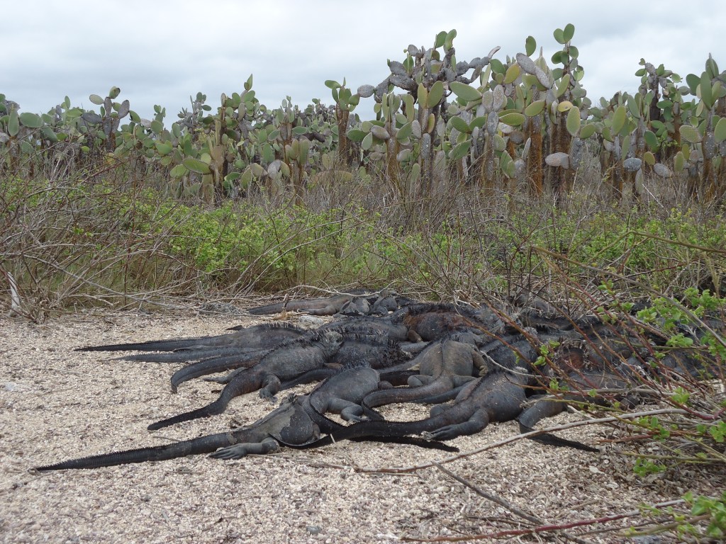 Tortuga Bay, Galapagos harsh terrain and animals at Galapagos