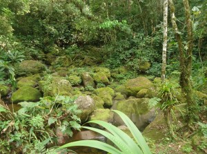 jungle at Tamushal, animal rescue center Cerelias, Peru
