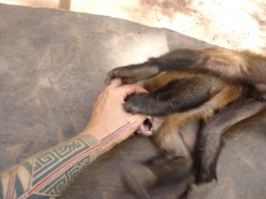 fun time with machin monkey Pablo