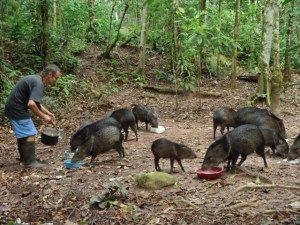 sajinos sajinos - pecaris at animal rescue center Cerelias, Peru