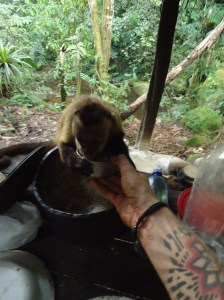 mochin monkey, animal rescue center, Cerelias, Peru