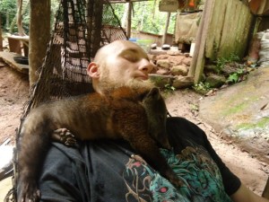 Coati, animal rescue center Cerelias, Peru
