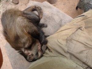 pablo ladron Machin monkey, animal rescue center Cerelias, Peru