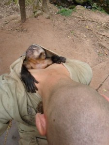 machin monkey, animal rescue center Cerelias, Peru